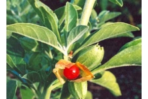 Ashwagandha