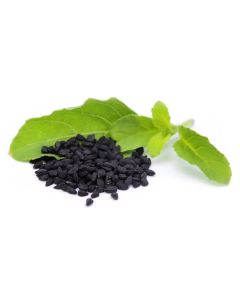 black seed nigella sativa 