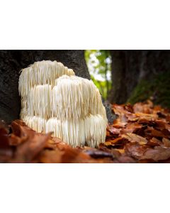 lions mane powder 