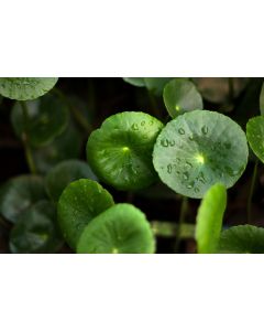 Gotu Kola 