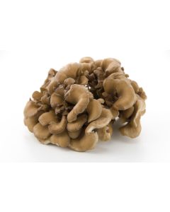 Maitake Mushroom Powder