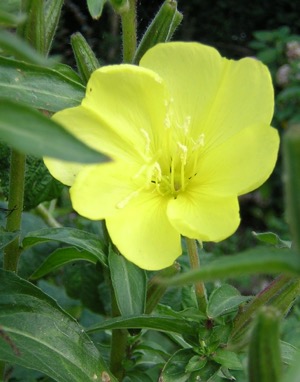 Evening Primrose 