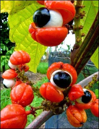 Guarana 