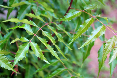 Neem Leaf Powder