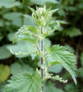 Nettle Powder 