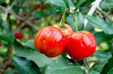 Benefits of Acerola 