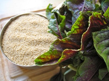 Amaranth Grain 