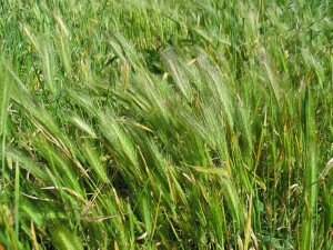 Barley Grass 