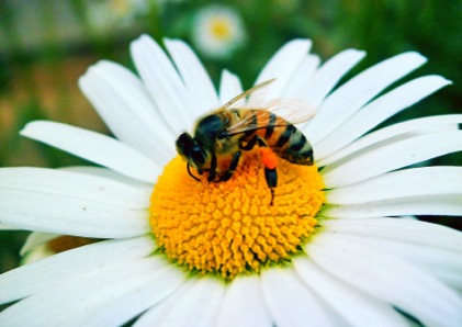 Bee Pollen