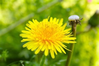 Dandelion Root