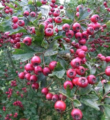 Benefits of Hawthorn 