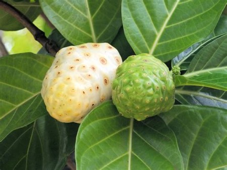 Noni Fruit