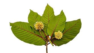 Red Vein Kratom