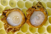 Royal Jelly