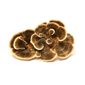 Turkey Tail Mushrooms