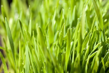 Benefits of Wheatgrass Powder